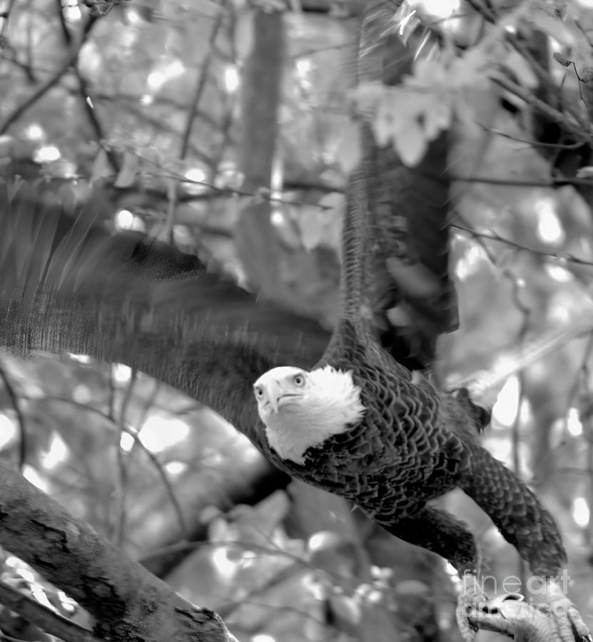 In Flight Dinner Black And White Photograph by Adam Jewell