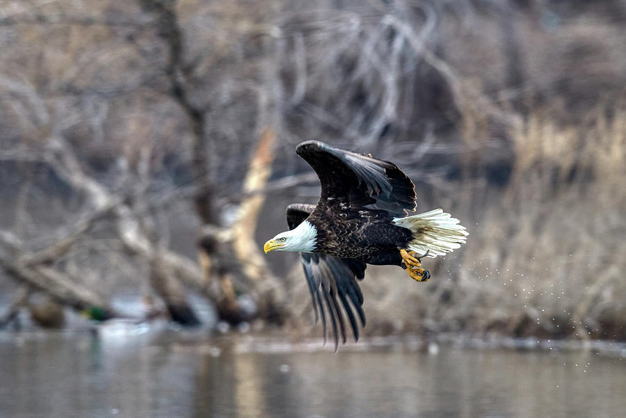 In Flight Eagle Photograph by Paul Freidlund