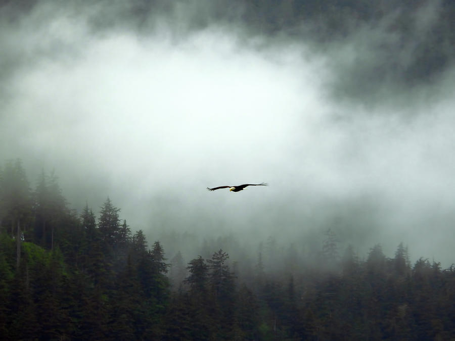 Eagle Photograph - In Flight by Jennifer Wheatley Wolf