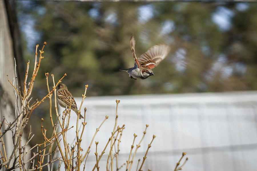 Bird Photograph - In Flight by Kamie Stephen Bird Photograph - In Flight by Kamie Stephen