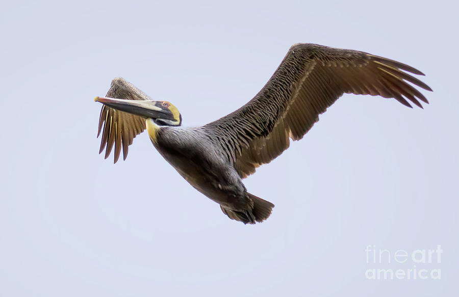 Pelican Photograph - In Flight by Michelle Tinger