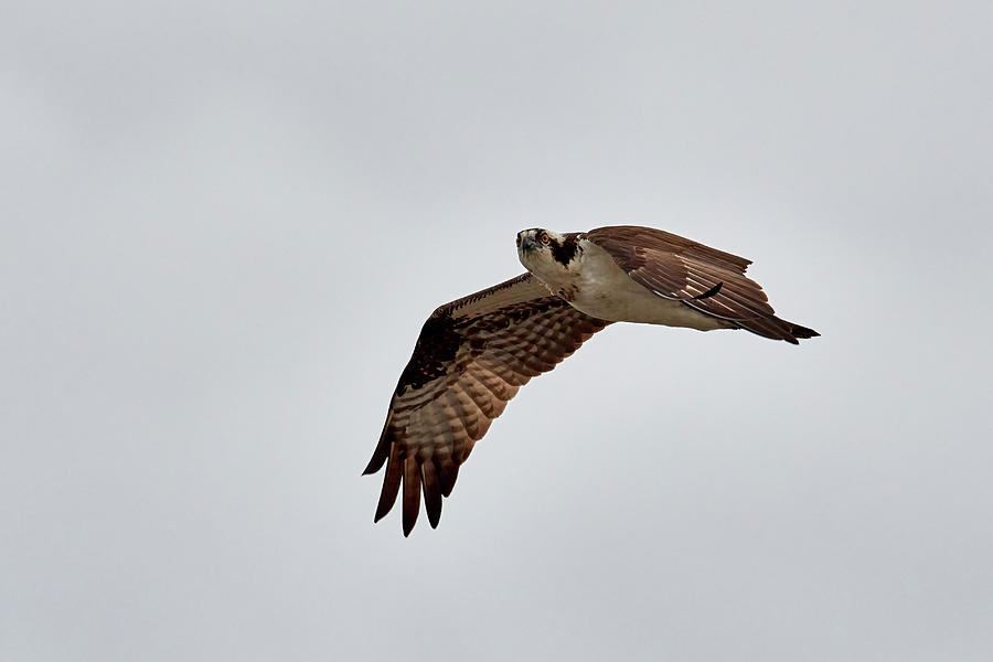 In Flight Osprey Photograph by Paul Freidlund