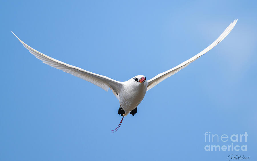 In Flight Red Tailed Tropicbird Flapping Its Wings In The Blue Hawaiian Sky Photograph
