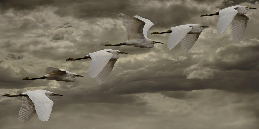 In Flight Snowy Egret Photograph by Mike Gifford