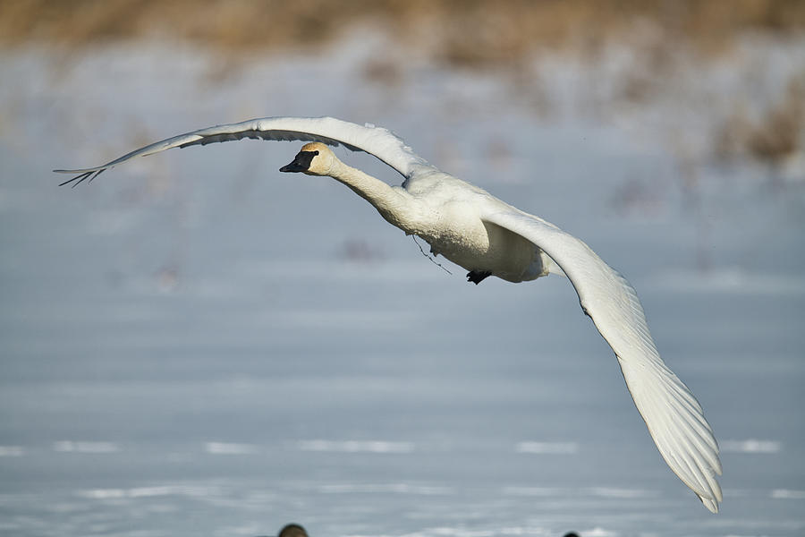 In Flight Swan Photograph by Paul Freidlund