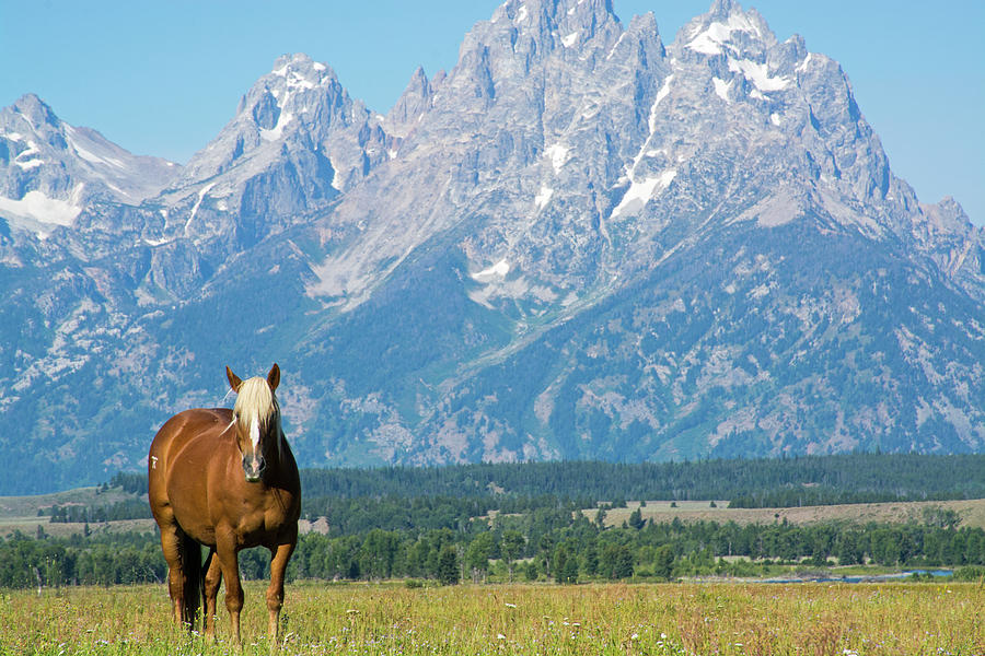 In Front of the Tetons Photograph by Bruce Gourley