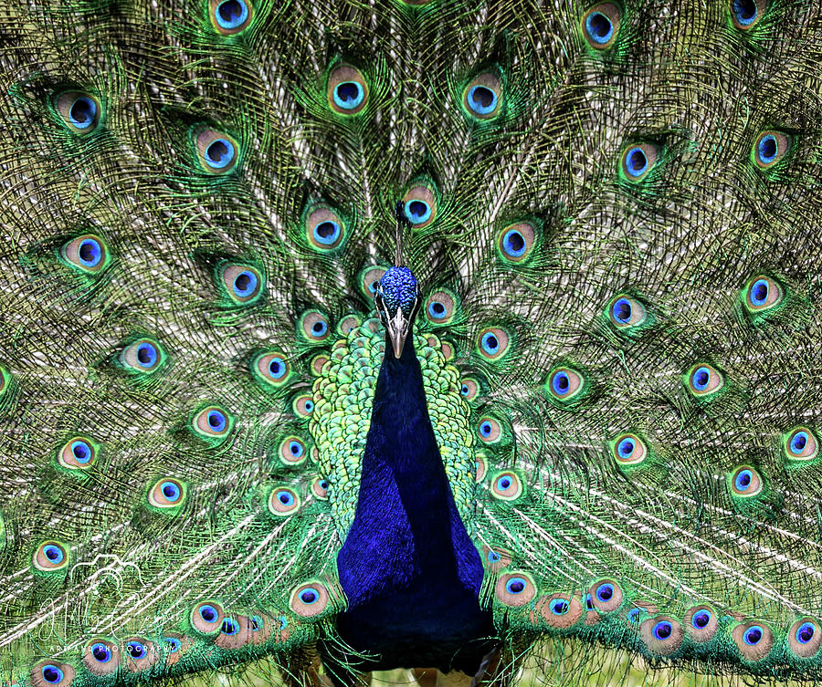 Peacock Photograph - In full bloom by Holly Cannon