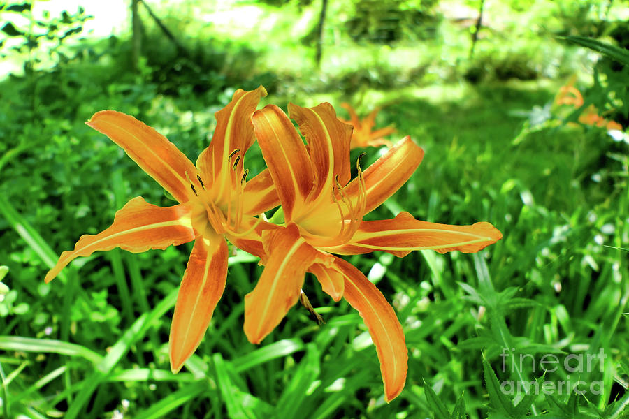 Lily Photograph - In Harmony by Stephen Farhall