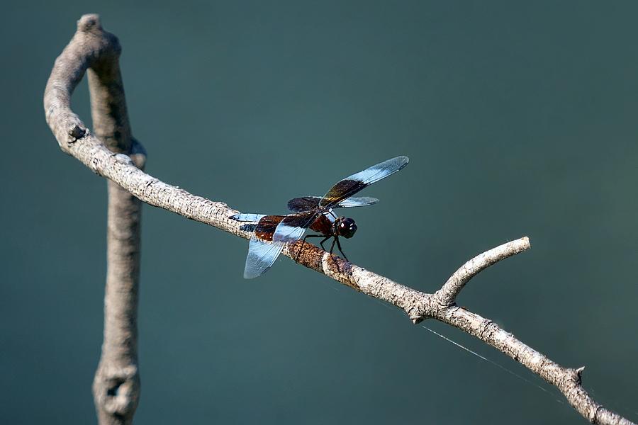 In Harmony - Widow Skimmer - Dragonfly Photograph by Nikolyn McDonald