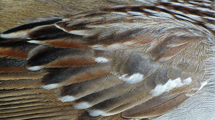 In Honor of the White Crowned Sparrow Photograph by Kathi Mirto In Honor of the White Crowned Sparrow Photograph by Kathi Mirto