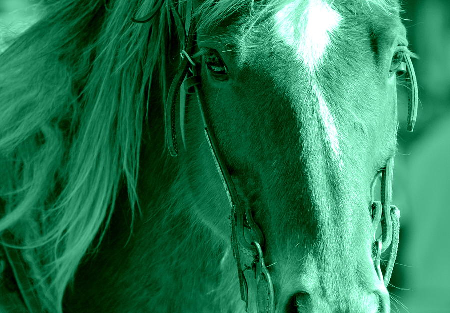 In Honor of This Horse 3 Photograph by Fiona Kennard