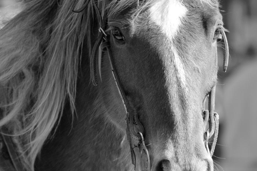 In Honor of This Horse Photograph by Fiona Kennard