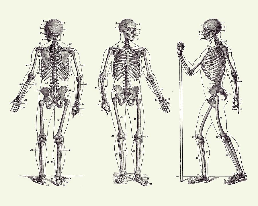 In Motion Skeletal Diagram - Vintage Anatomy Print 2 Drawing by Vintage Anatomy Prints