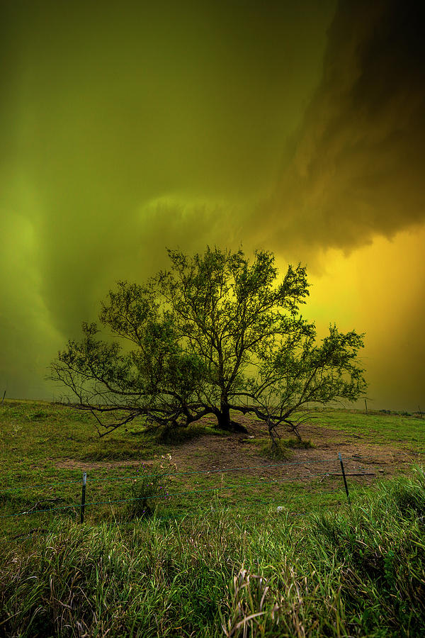 Tree Photograph - In My Darkest Hour by Aaron J Groen