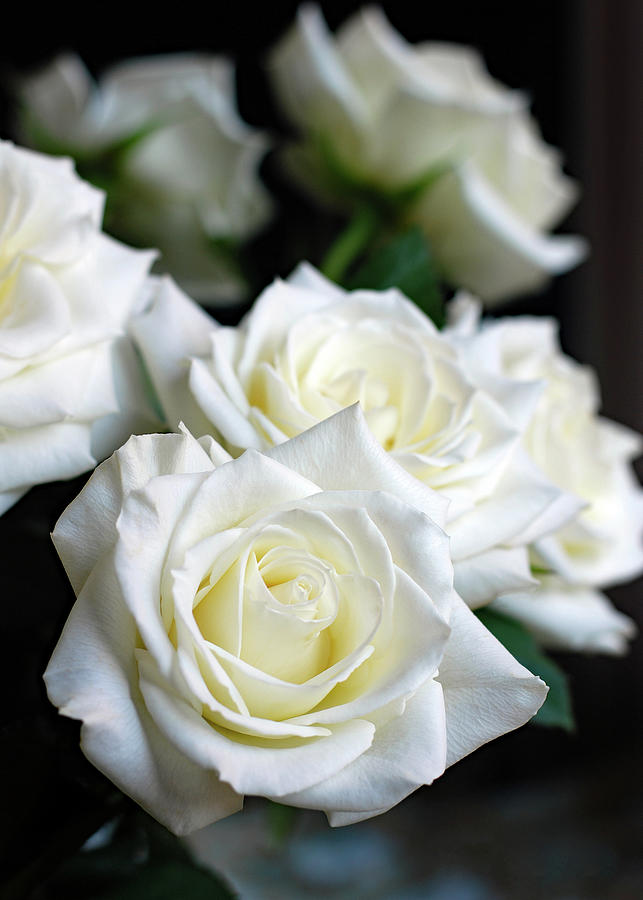 In My Dreams - White Roses Photograph by Connie Fox