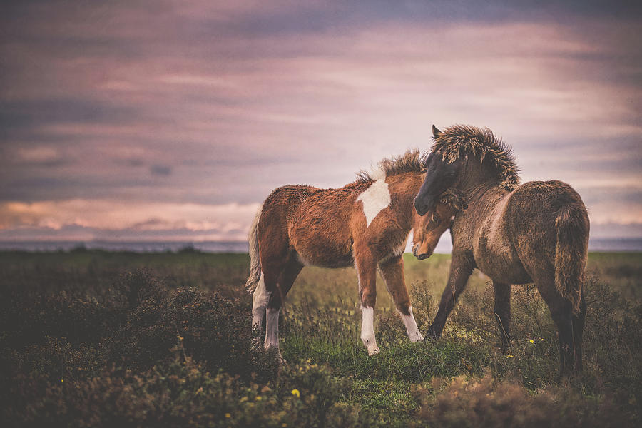 In My Heart - Horse Art Photograph by Lisa Saint