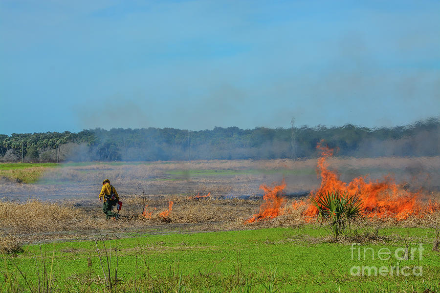 Nature Photograph - In Myakka River State Park, controlled burning reduces the risk of wildfires, from thick overgrowth  by Norm Lane