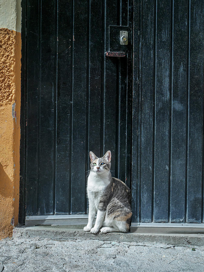 In or Out - A Feline Dilemma Photograph by Mary Lee Dereske