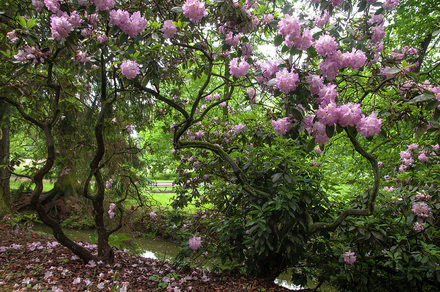In Rhododendron Woods 10 Photograph by Jenny Rainbow