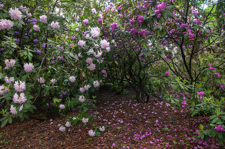 In Rhododendron Woods 15 Photograph by Jenny Rainbow
