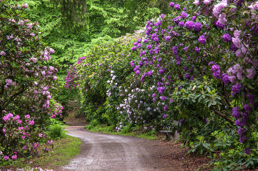 In Rhododendron Woods 16 Photograph by Jenny Rainbow