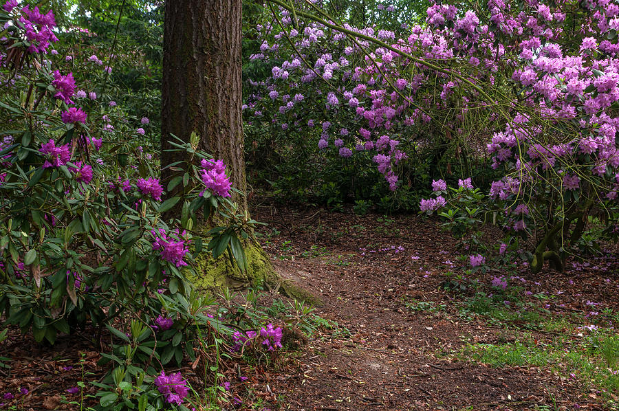 In Rhododendron Woods 18 Photograph by Jenny Rainbow
