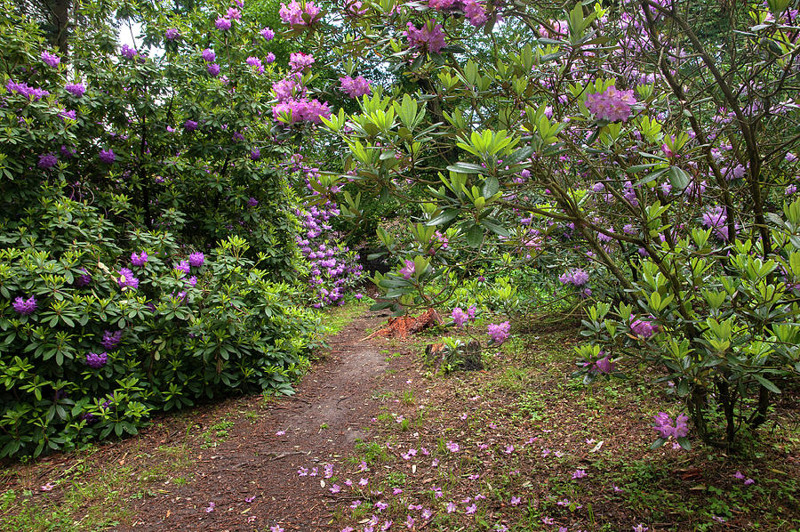 In Rhododendron Woods 19 Photograph by Jenny Rainbow