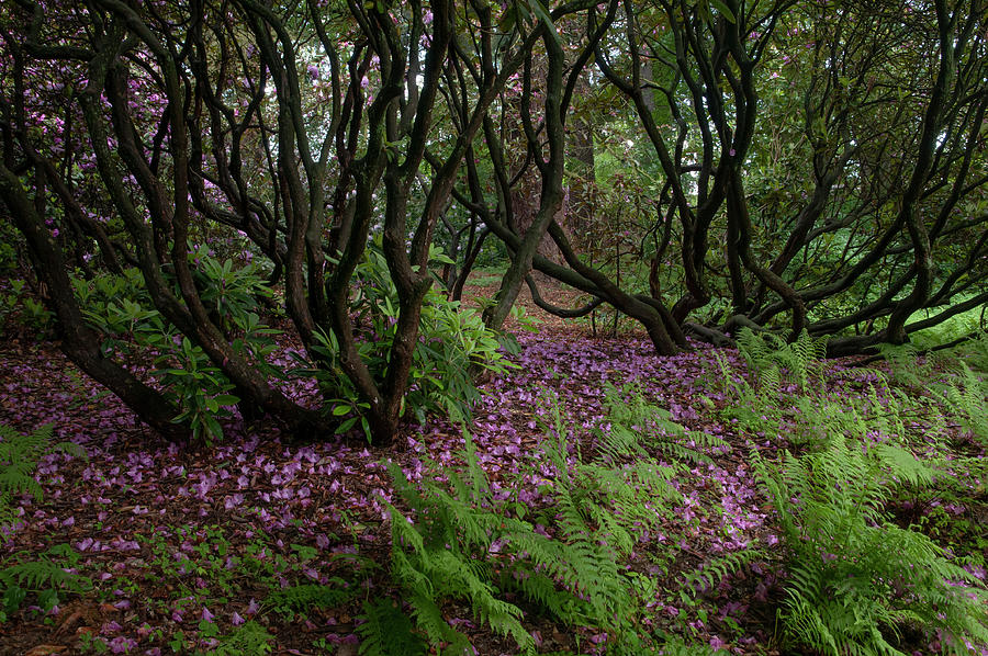 In Rhododendron Woods 2 Photograph by Jenny Rainbow