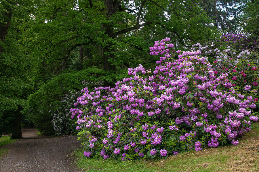 In Rhododendron Woods 27 Photograph by Jenny Rainbow