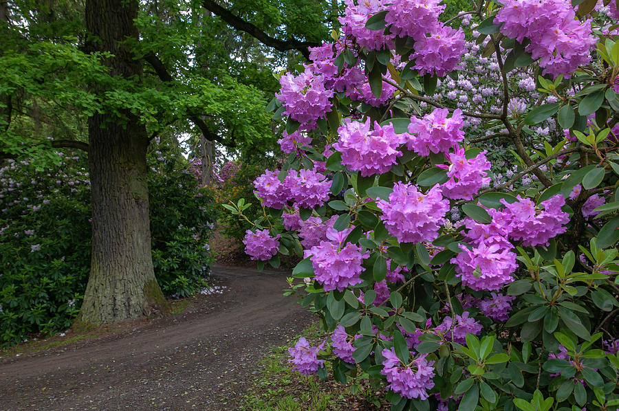 In Rhododendron Woods 29 Photograph by Jenny Rainbow