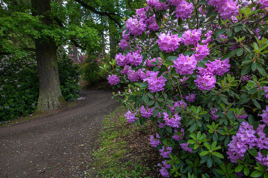 In Rhododendron Woods 30 Photograph by Jenny Rainbow