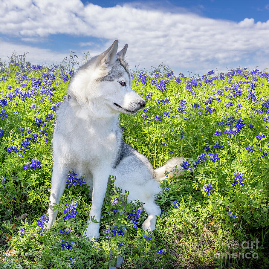 In the Blue Bonnets Photograph by May Finch - Fine Art America