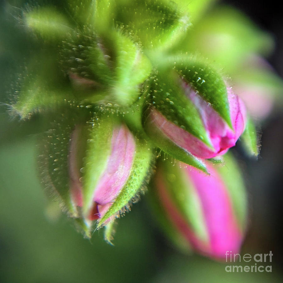 In The Bud Photograph by Coral Stengel