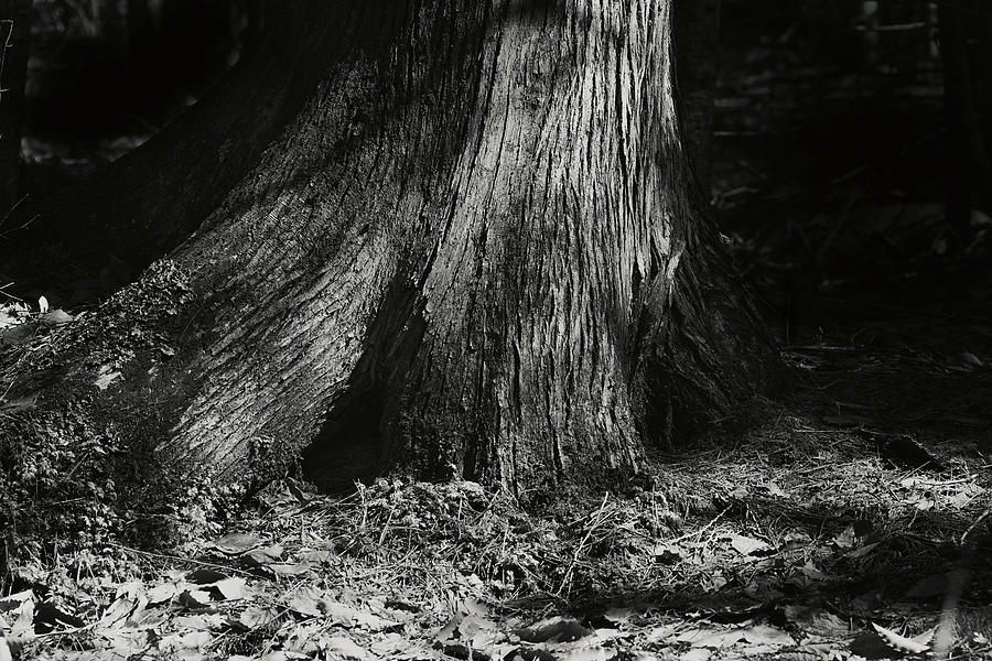Cedar Photograph - In The Cedar Grove by Sue Capuano