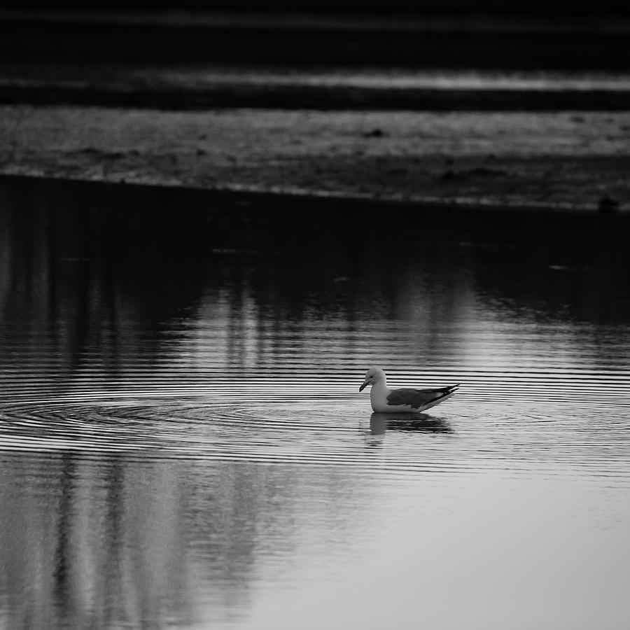 In The Estuary Black and White Square Format Photograph by Andrew ...