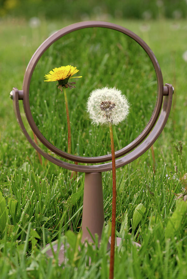 In the Eye of the Beholder - Dandelion seed puff with flower reflected in mirror Photograph by Peter Herman