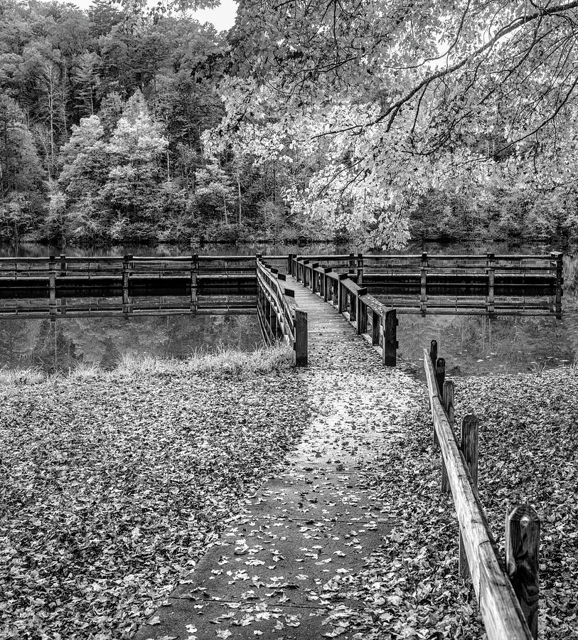 In the Fallen Autumn Leaves Black and White Photograph by Debra and Dave Vanderlaan