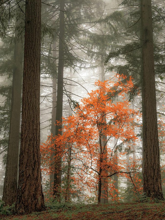 In the Firs, In the Fog Photograph by Don Schwartz