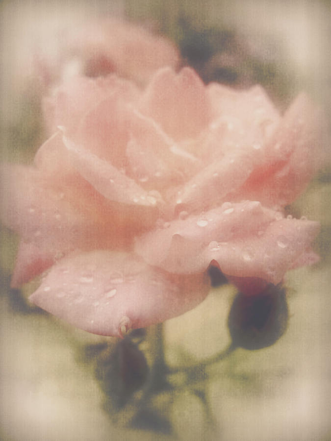 While The Dew Is Still On The Roses Photograph by Lucinda Walter