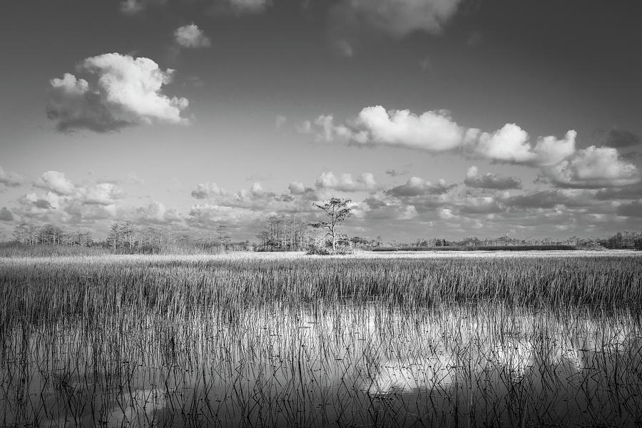Fall Photograph - In the Glades of the Evening Black and White by Debra and Dave Vanderlaan