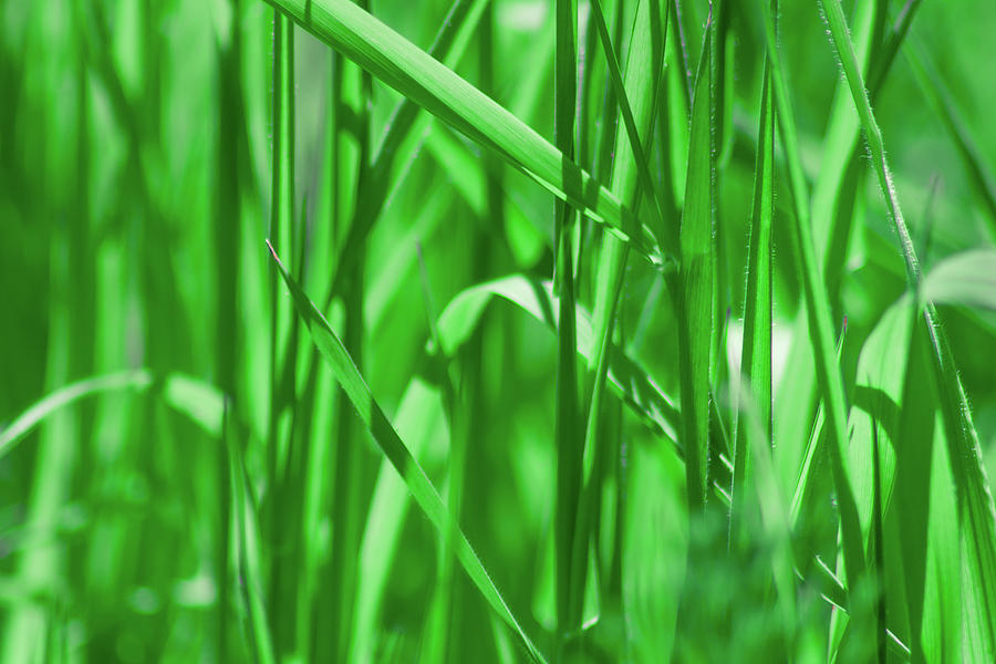 In The Grass Photograph