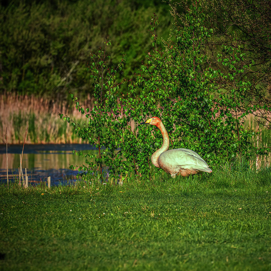 Swan Photograph - In the green #j9 by Leif Sohlman