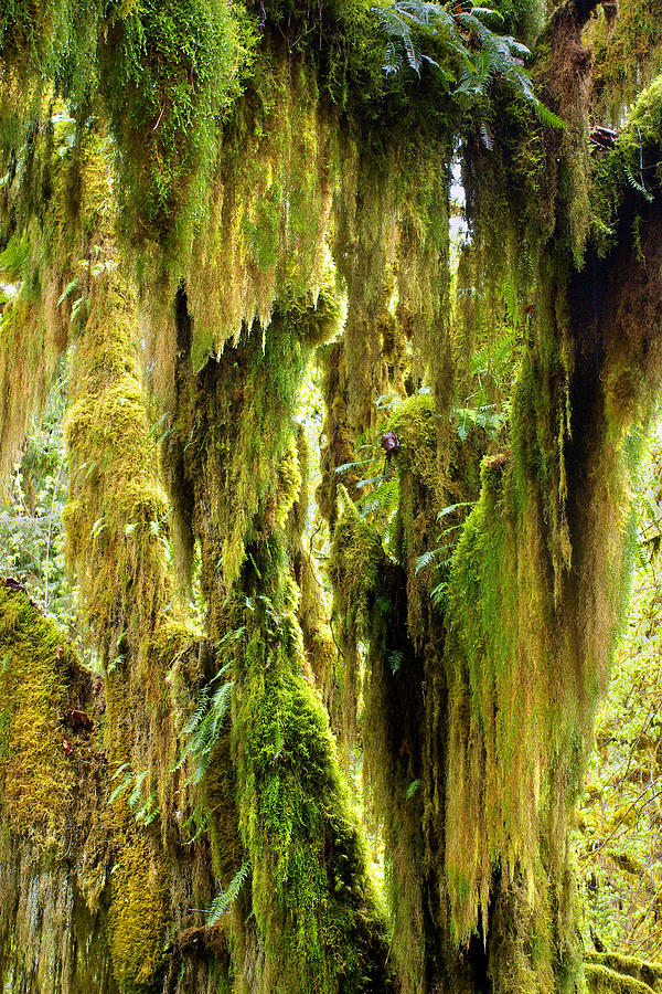 Olympic National Park Photograph - In The Hall Of Mosses, Hoh River Rain Forest by Douglas Taylor