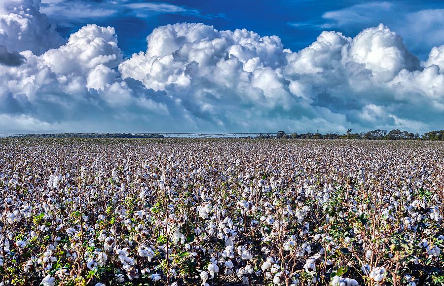 Summer Photograph - In the Land of Cotton by Mountain Dreams