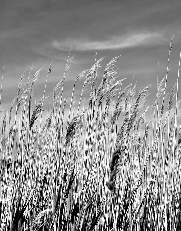  In the Land of Pleasant Living No. 10 - Marsh Grass, Tilghman Island  Photograph by Steve Ember
