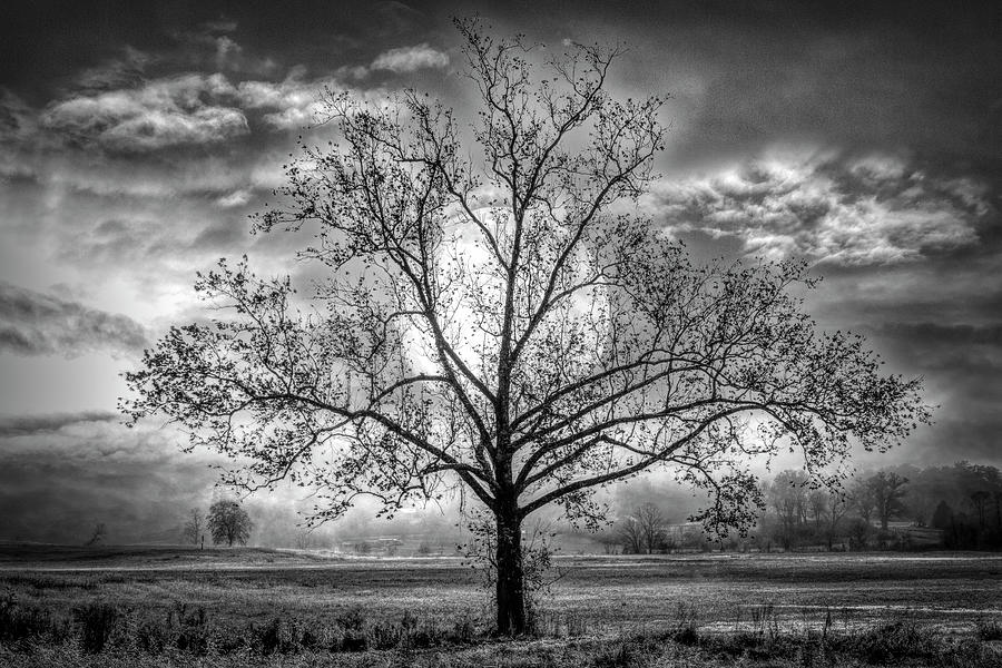Fall Photograph - In the Light of the Full Moon Black and White by Debra and Dave Vanderlaan