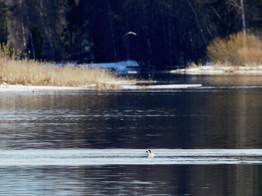 In the mddle of the river. Smew Photograph by Jouko Lehto