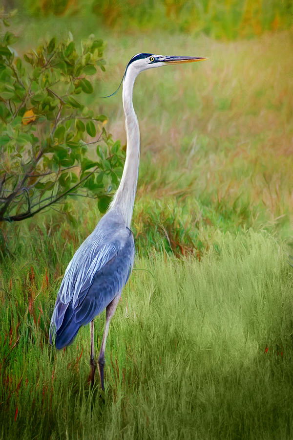 In the Meadow - Great Blue Heron Photograph by Nikolyn McDonald