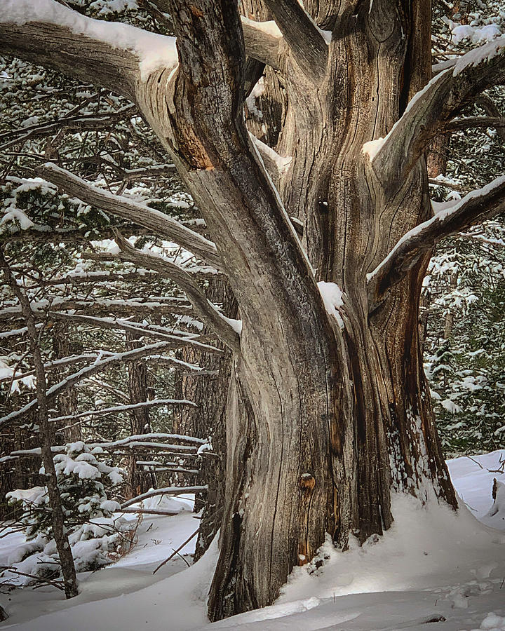 Winter Photograph - Ancient Wisdom by Kelly A Wolfe