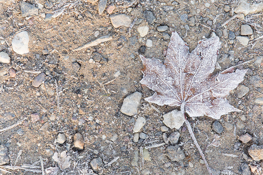 In the morning ground and soft maple leaf has frozen. Photograph by FotoDuets